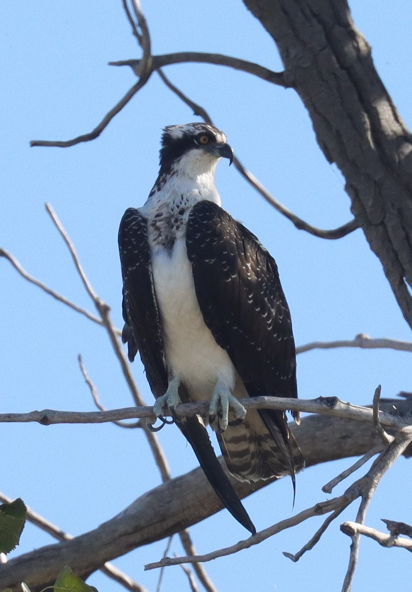 Osprey - ML643676073