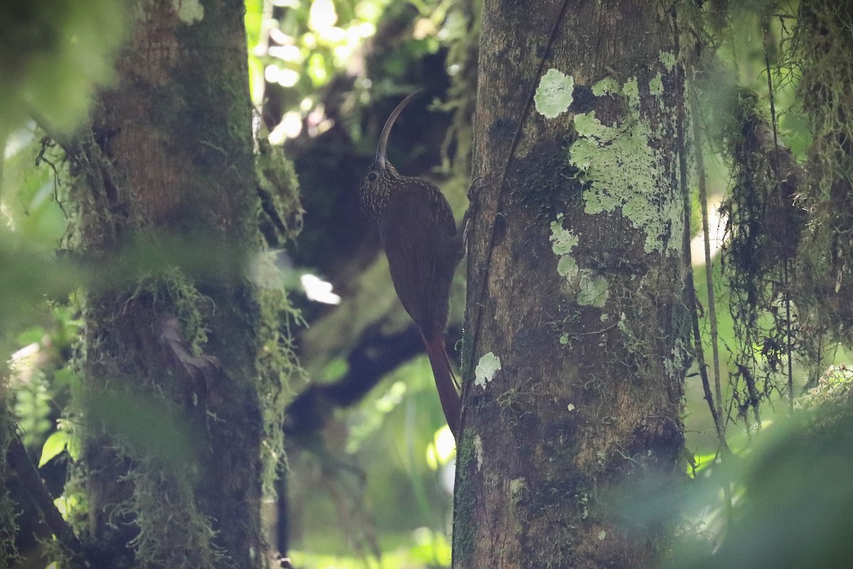 チャユミハシオニキバシリ - ML643676075