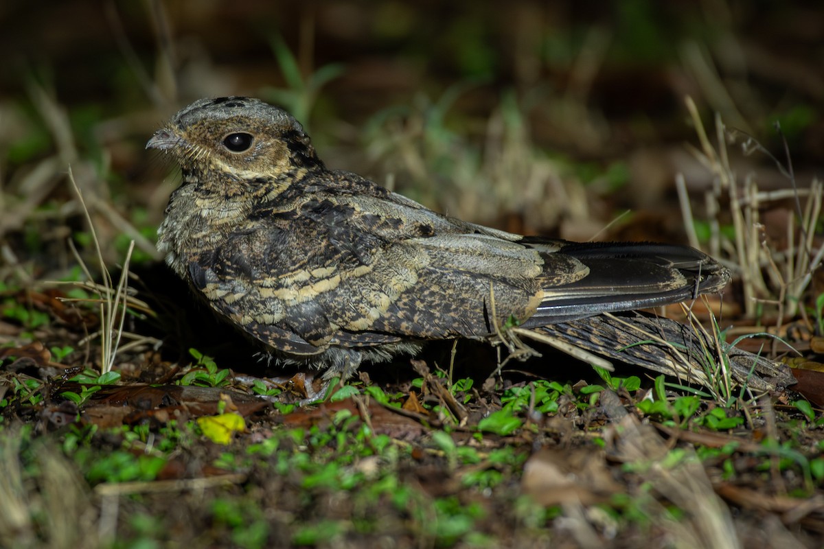Large-tailed Nightjar - ML643676076