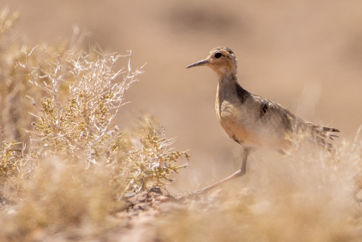 Tawny-throated Dotterel - ML643676077