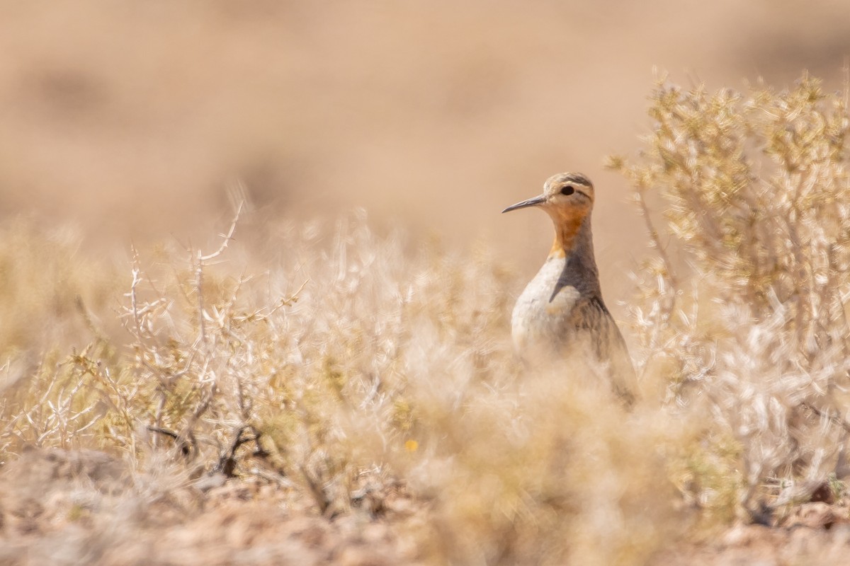 Tawny-throated Dotterel - ML643676078