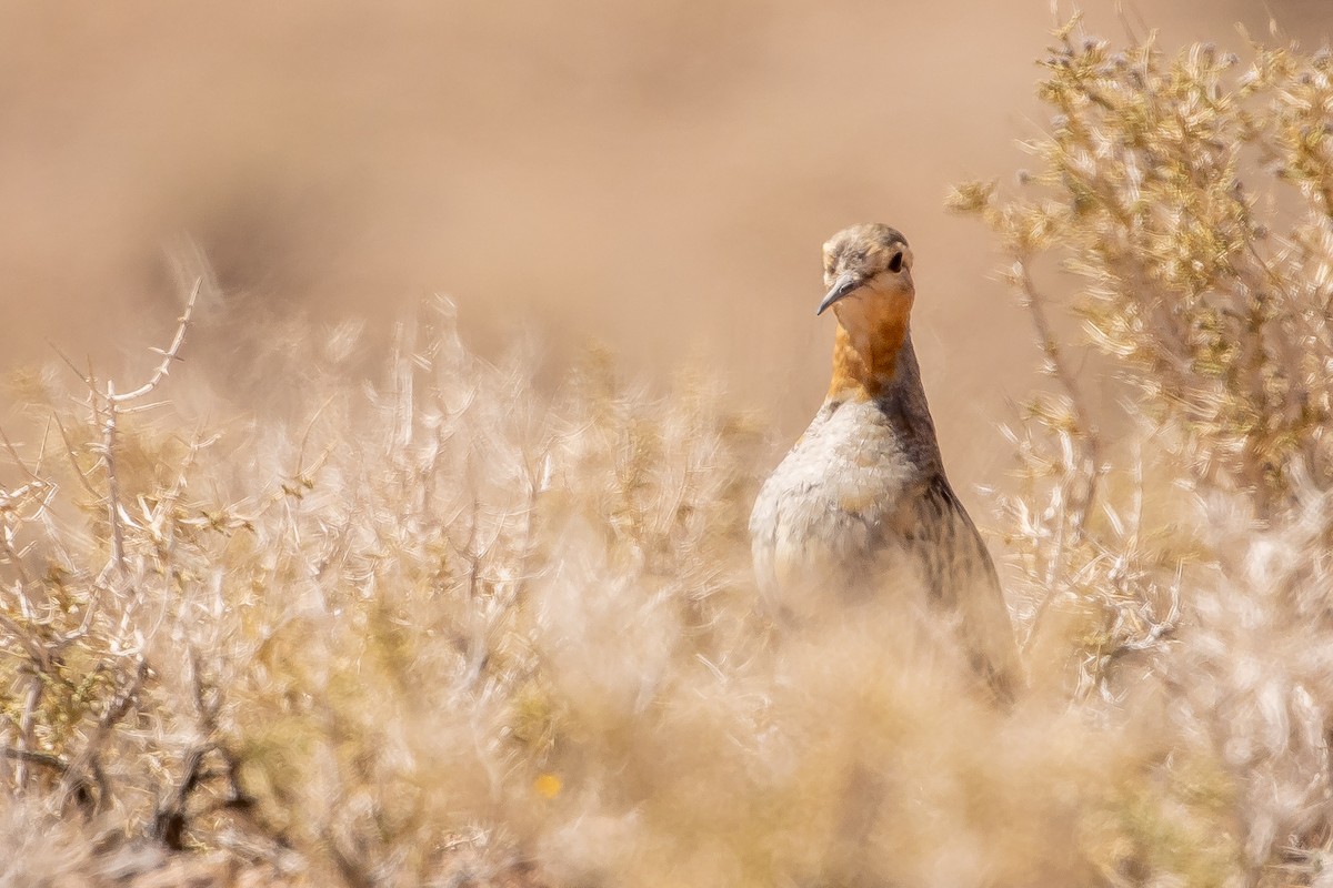 Tawny-throated Dotterel - ML643676079