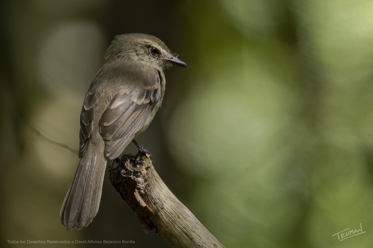 Fuscous Flycatcher - ML643676080