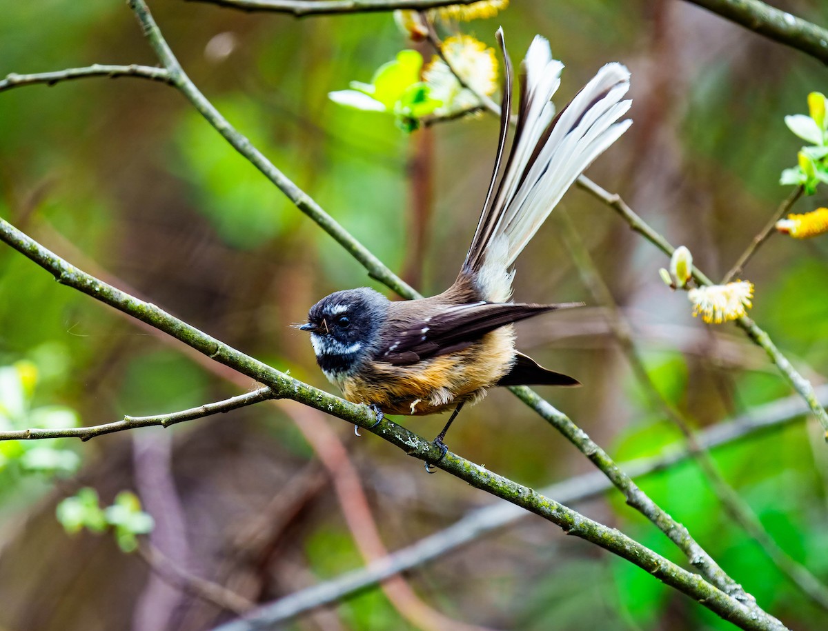 New Zealand Fantail - ML643676082