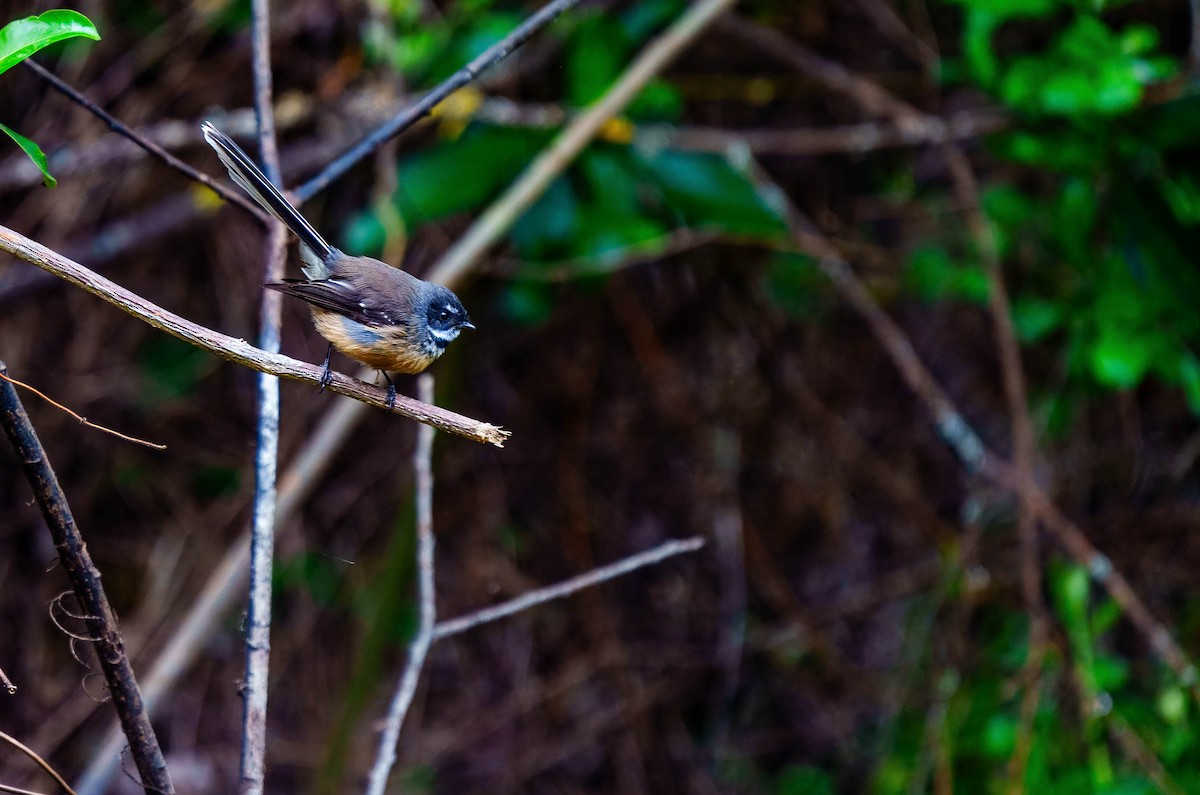 New Zealand Fantail - ML643676083