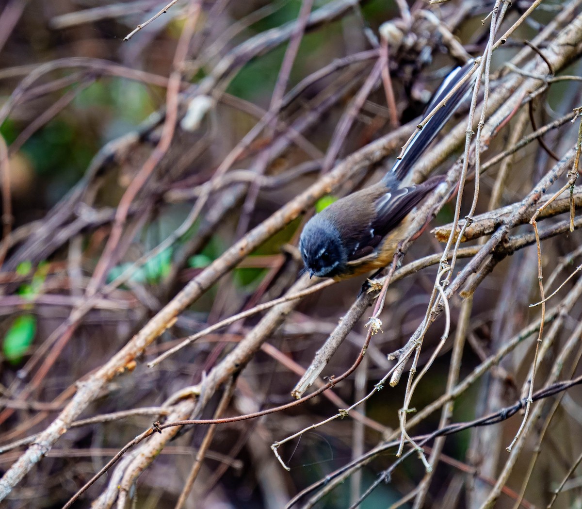 New Zealand Fantail - ML643676084