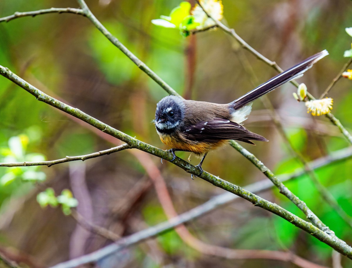 New Zealand Fantail - ML643676085