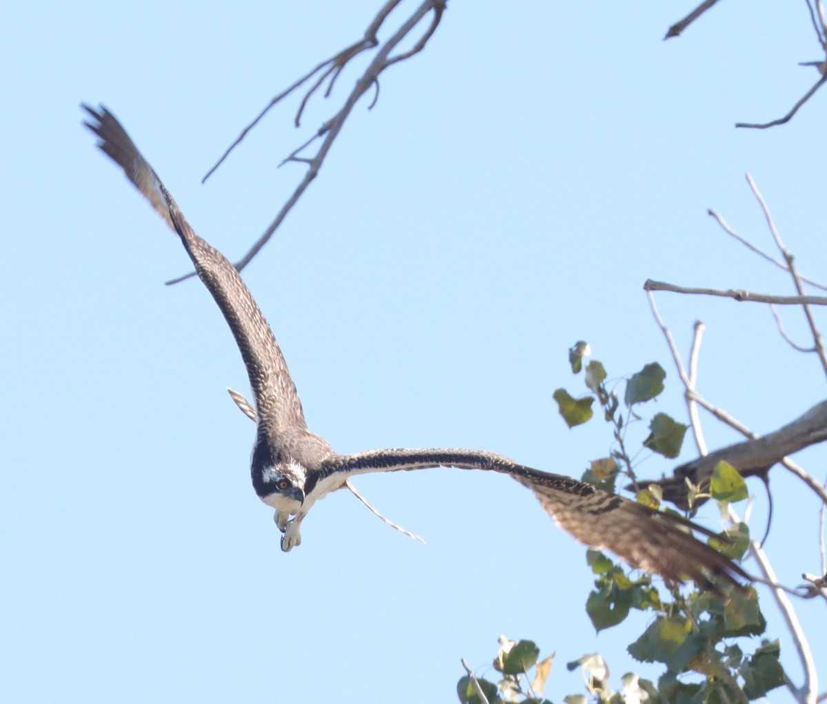 Osprey - ML643676086