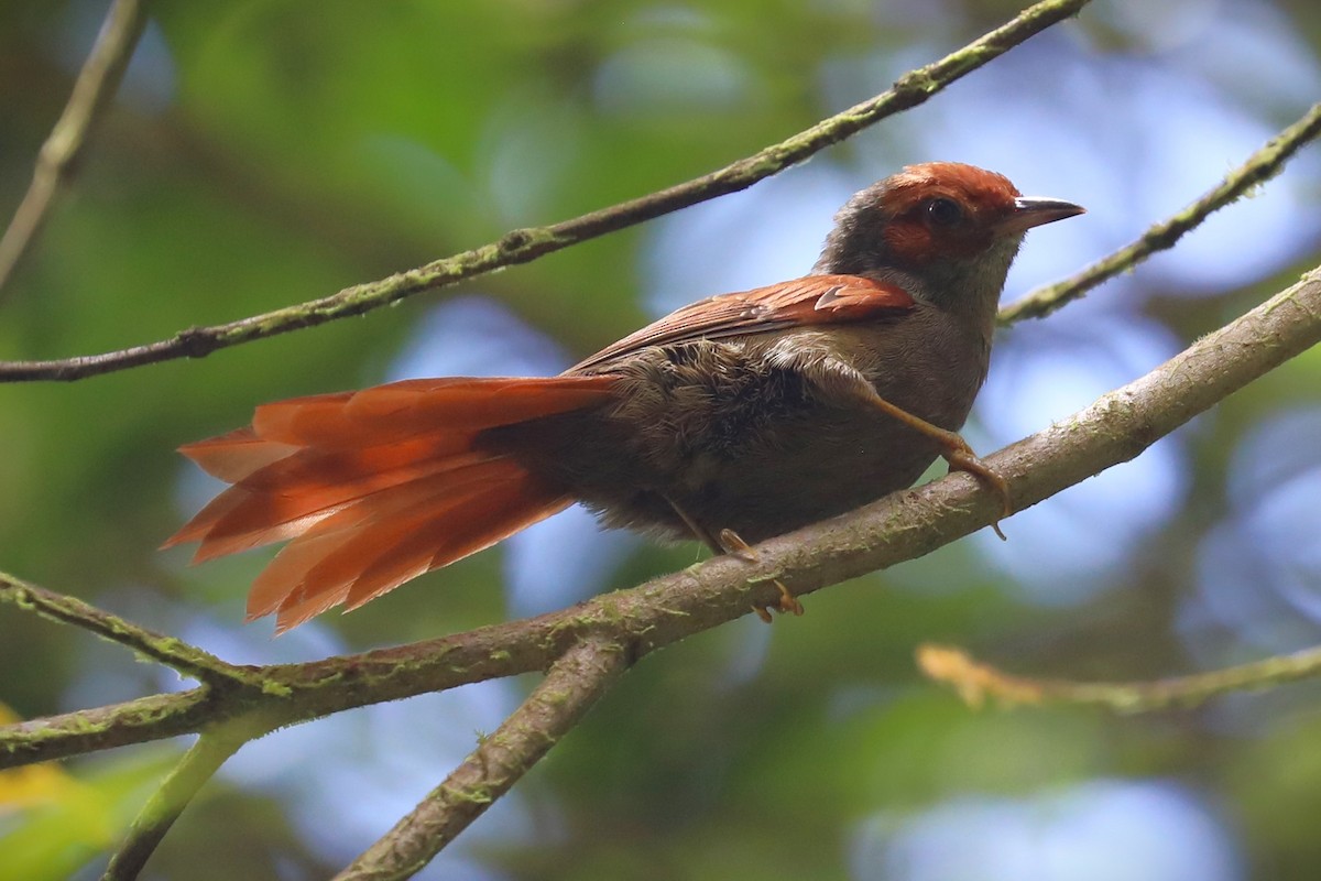 Al Yüzlü Dikenkuyruk - ML643676088