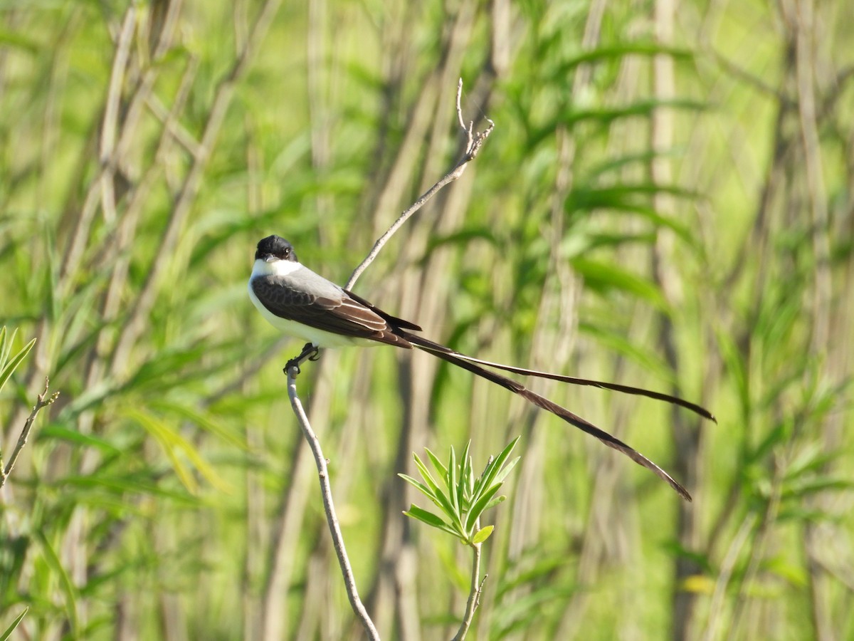 Gabelschwanz-Königstyrann - ML643676092