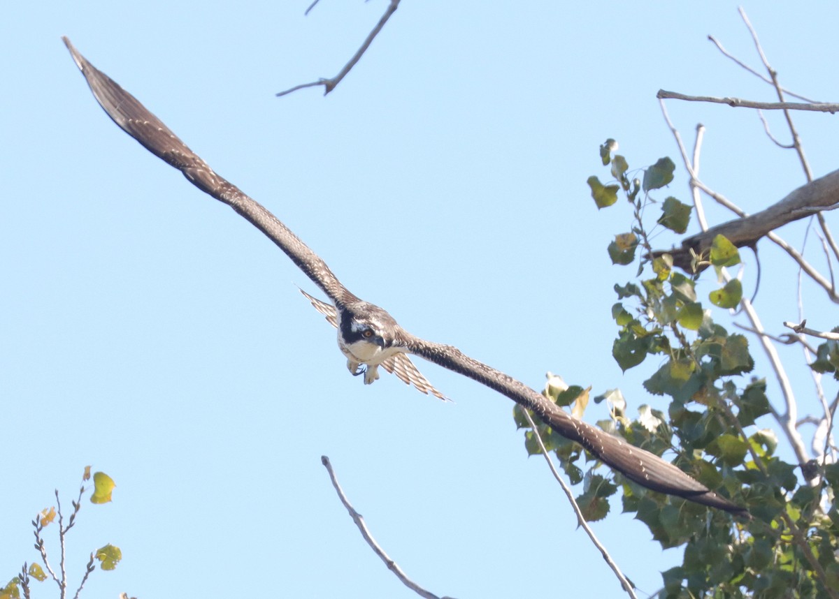 Osprey - ML643676093