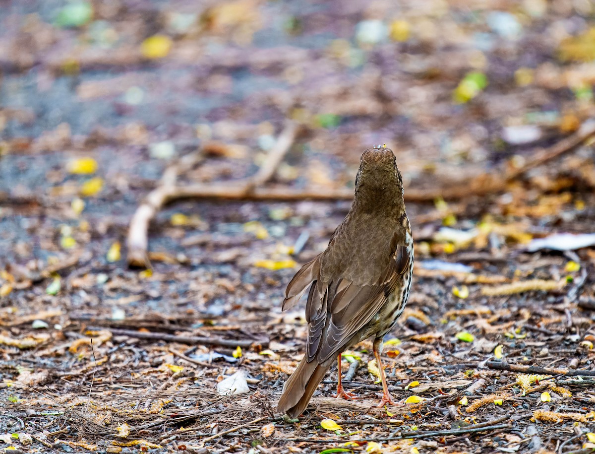 Song Thrush - ML643676103