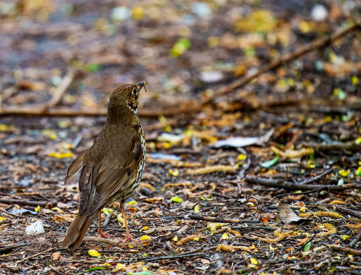 Song Thrush - ML643676104