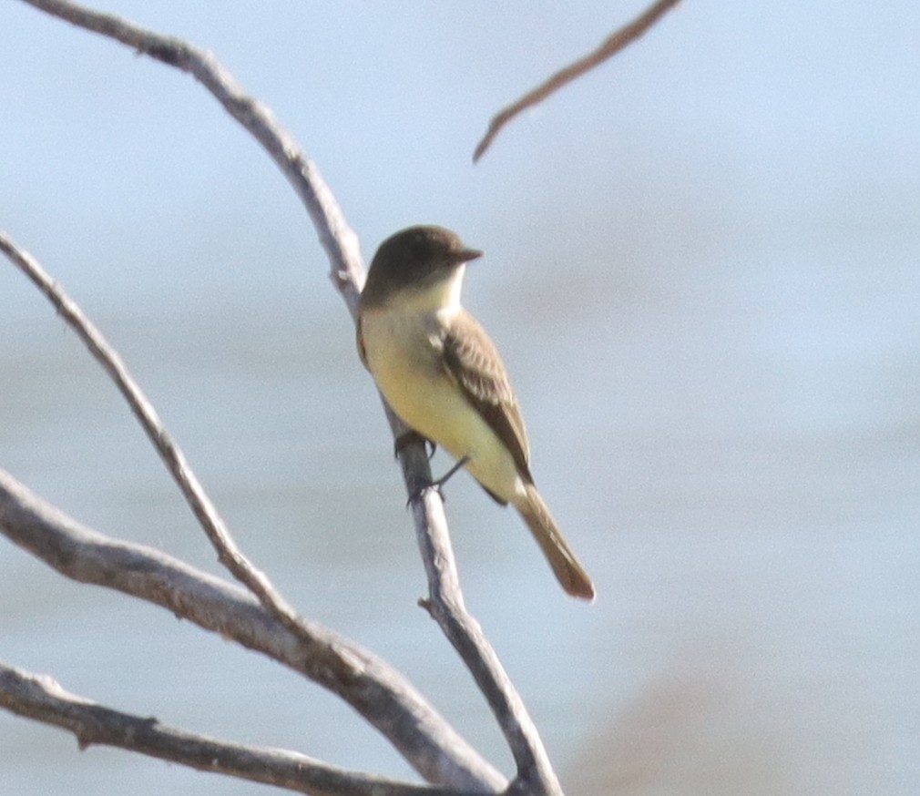 Eastern Phoebe - ML643676108
