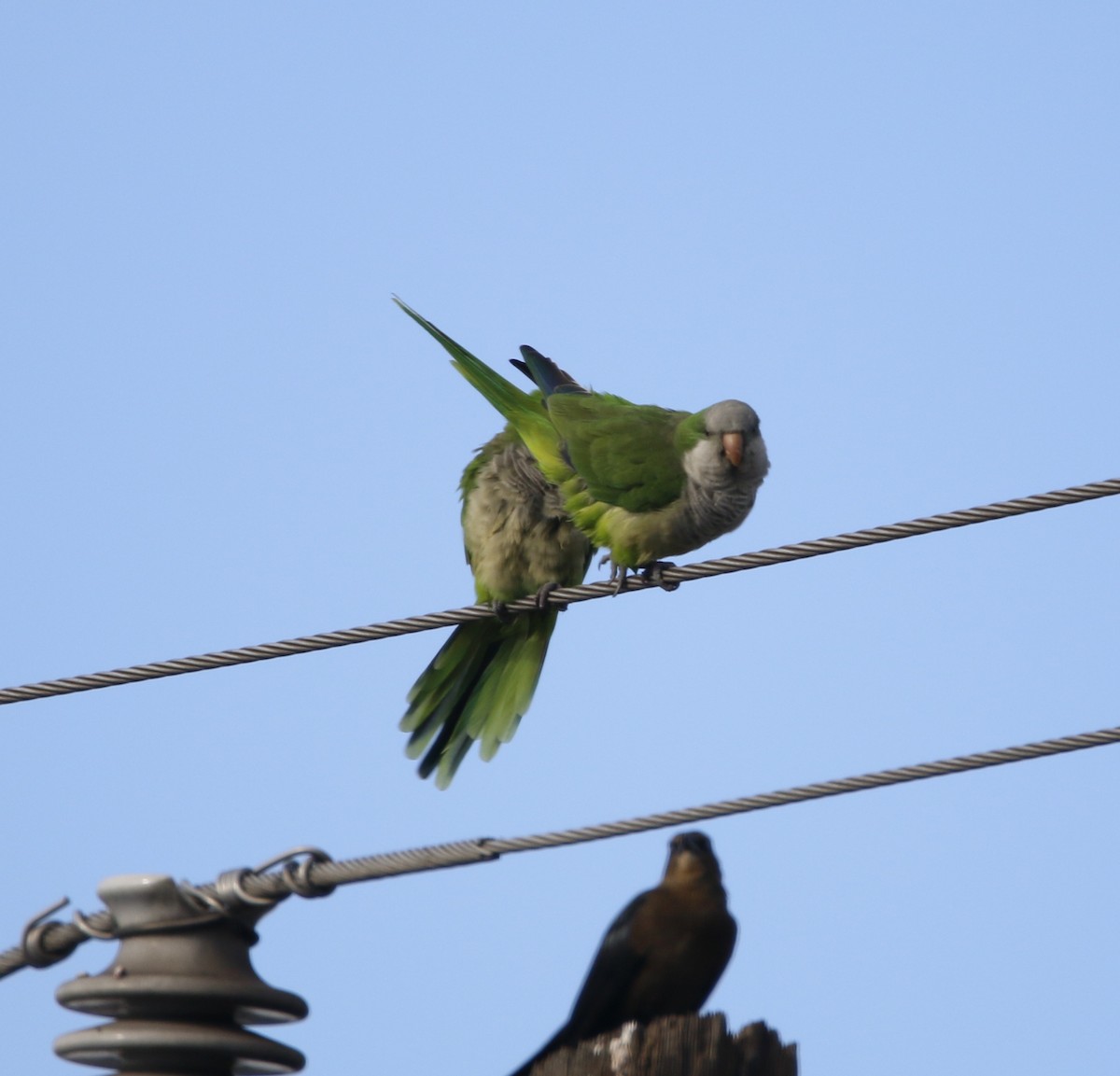 Monk Parakeet - ML643676113