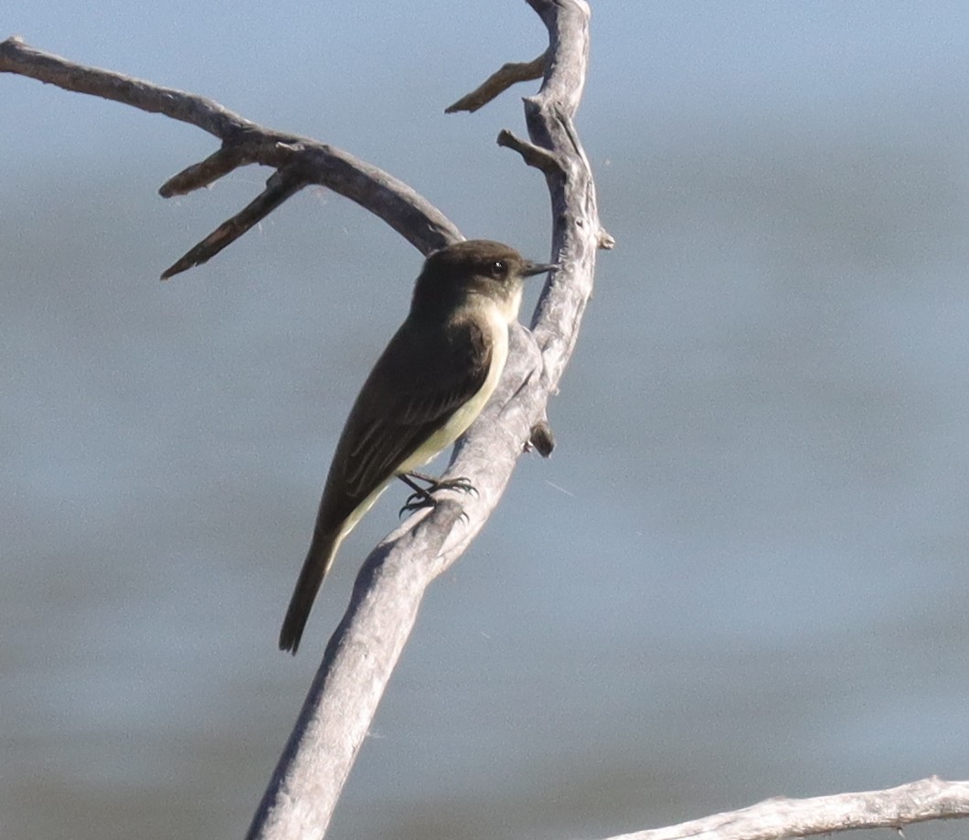 Eastern Phoebe - ML643676116