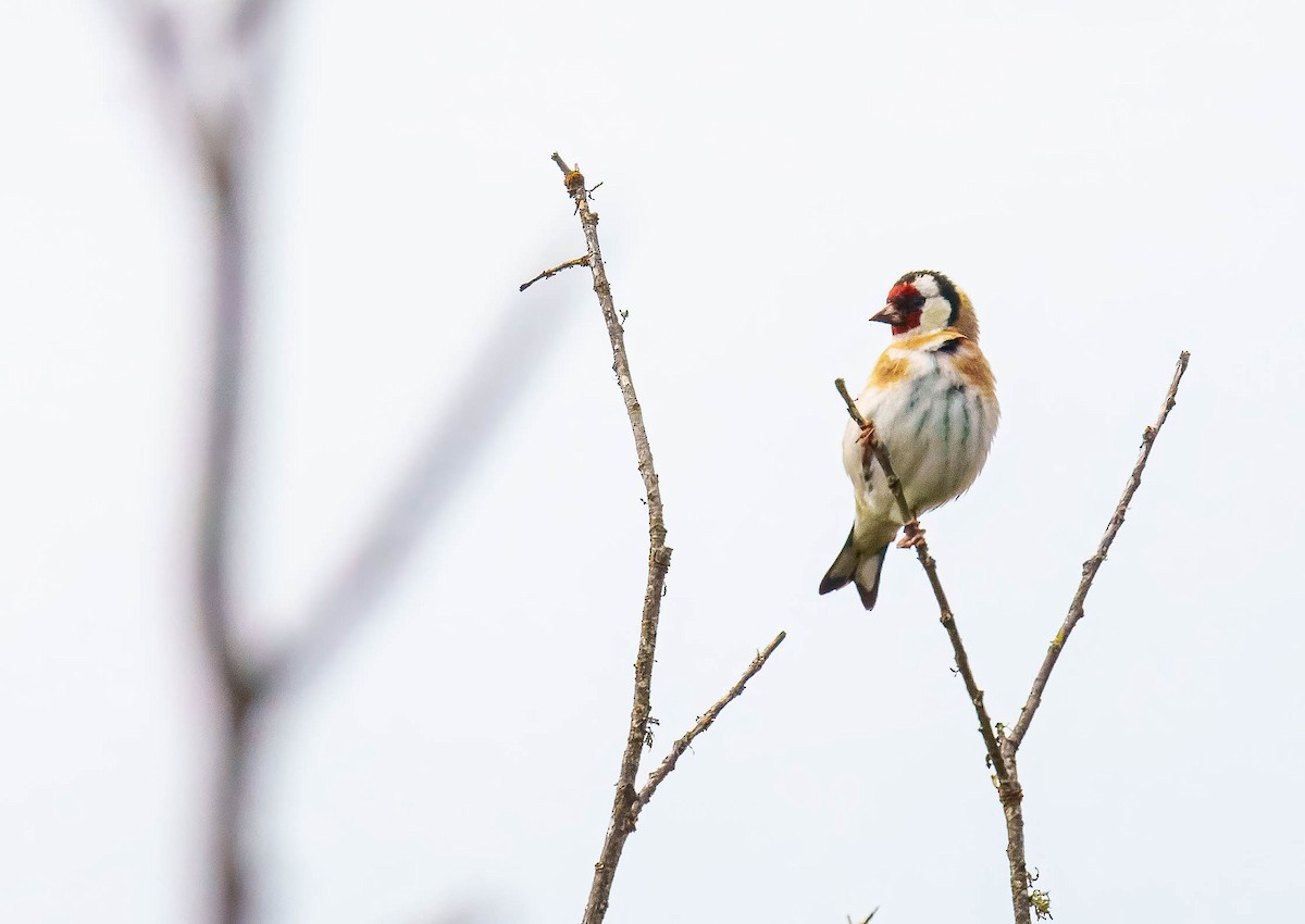 European Goldfinch - ML643676130
