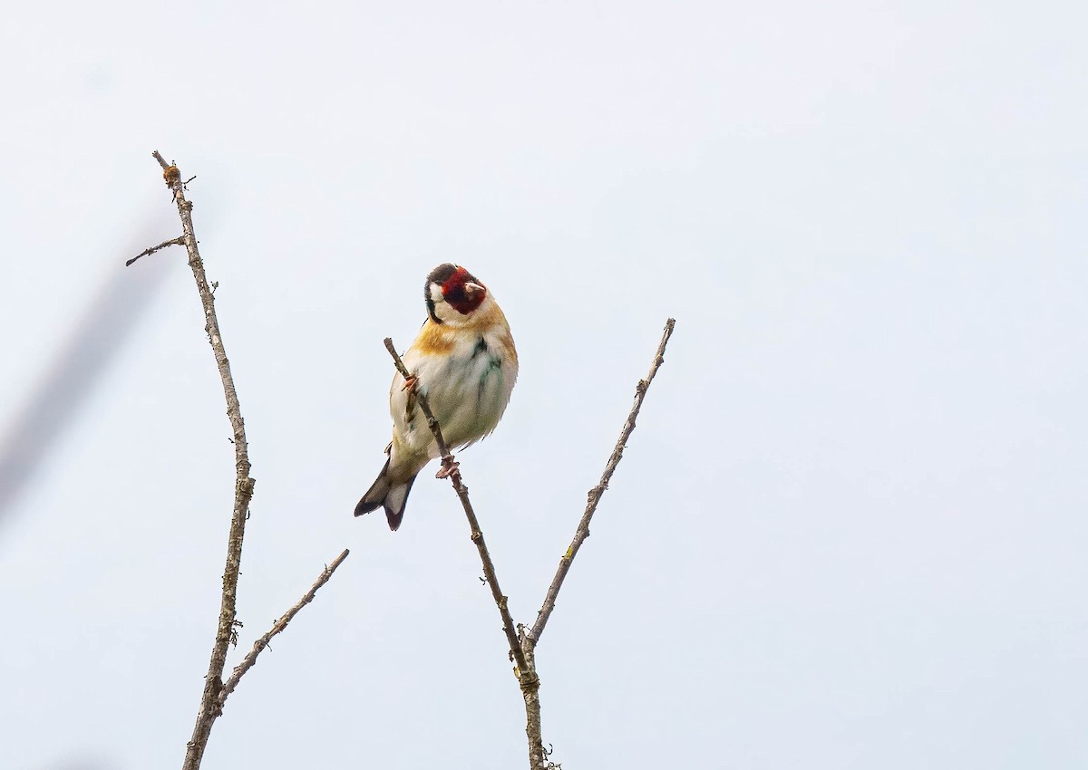 European Goldfinch - ML643676131
