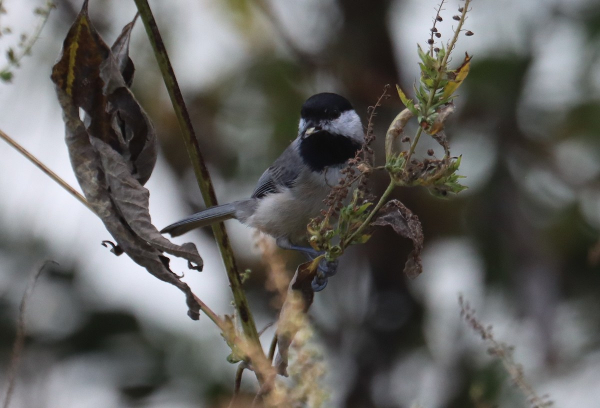 Carolina Chickadee - ML643676142