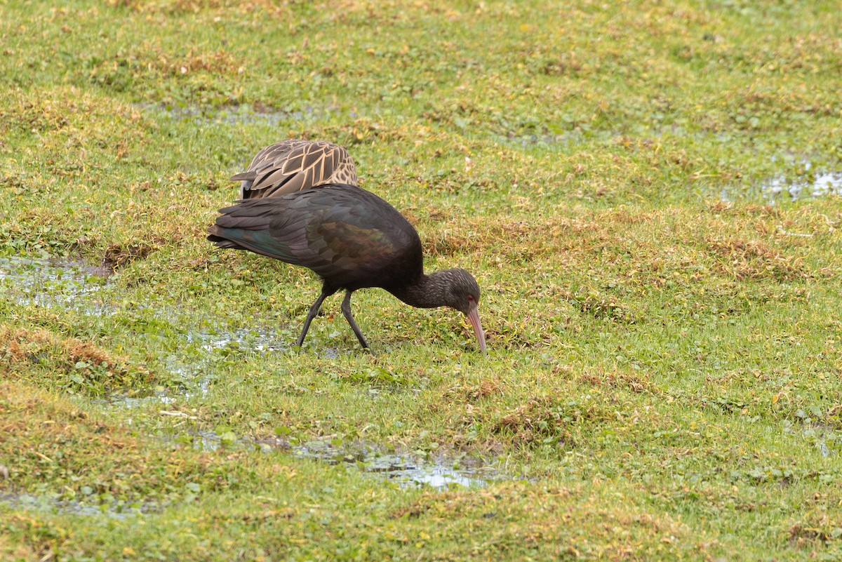Puna Ibis - ML643676146