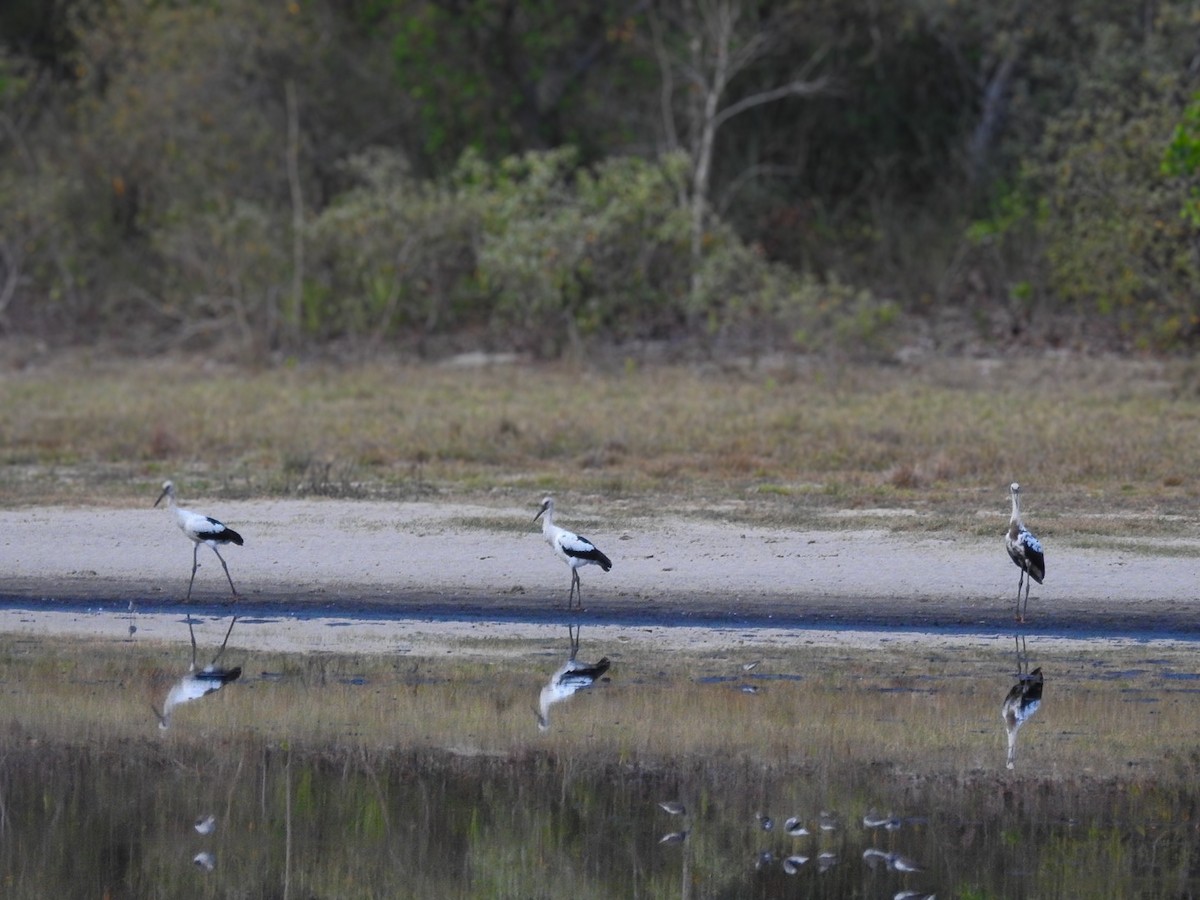Maguari Stork - ML643676147
