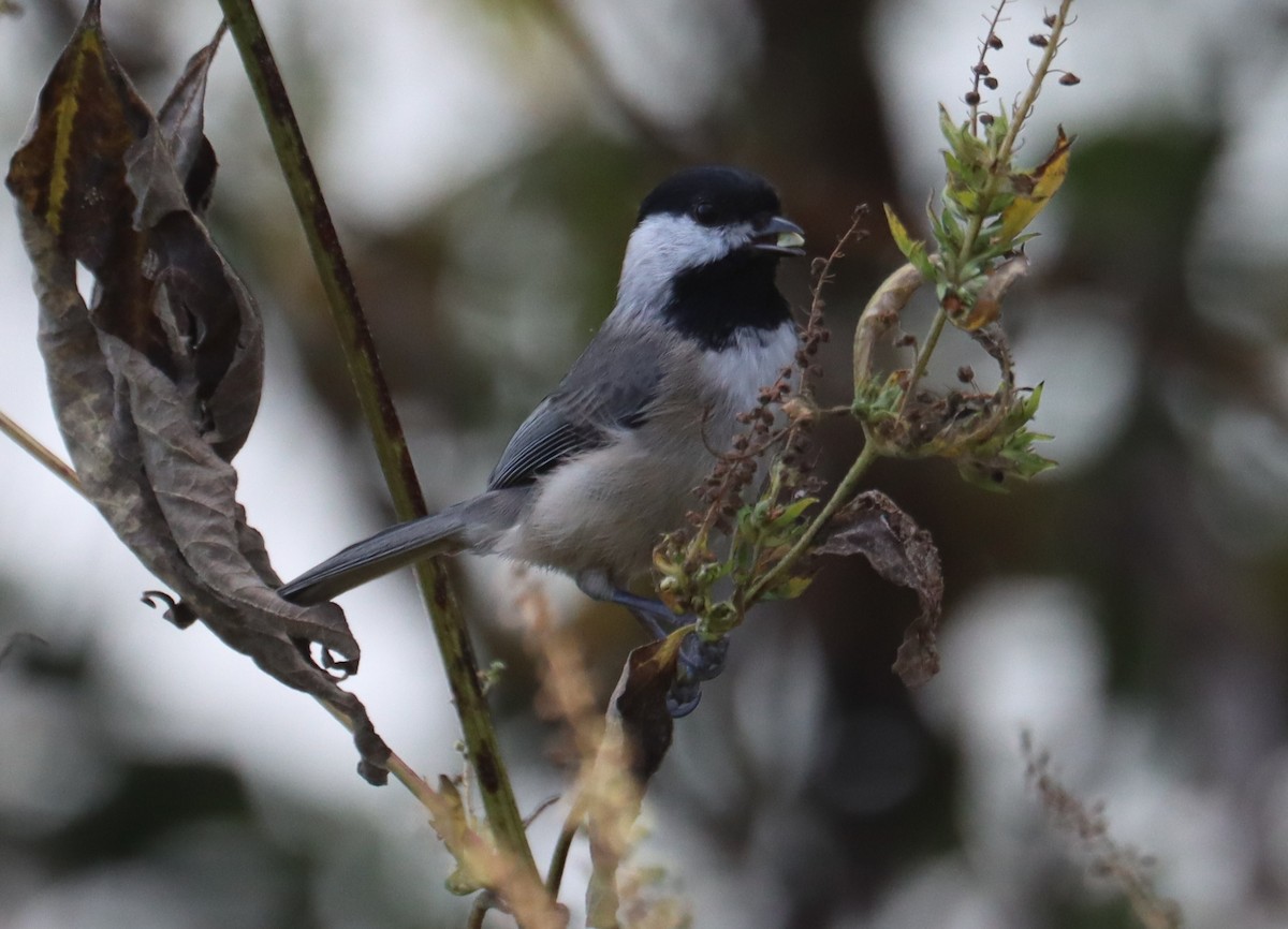 Carolina Chickadee - ML643676150