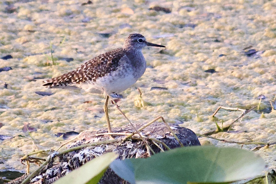 Bruchwasserläufer - ML643676157