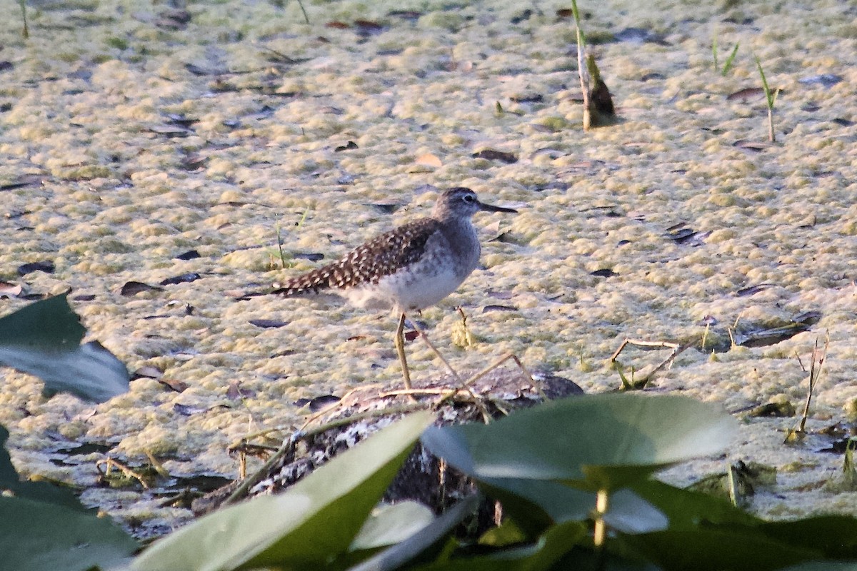 Bruchwasserläufer - ML643676158