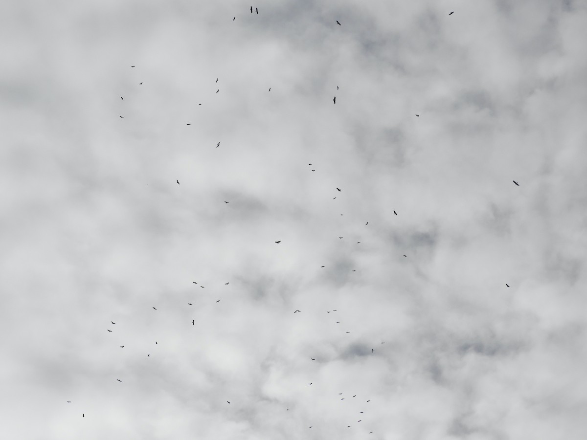 Turkey Vulture - ML643676164