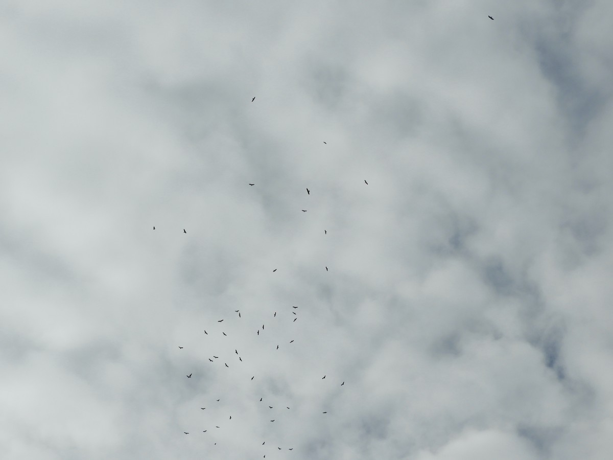 Turkey Vulture - ML643676166