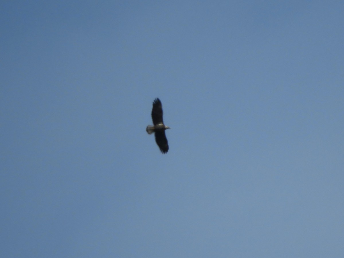 Bald Eagle - ML643676172