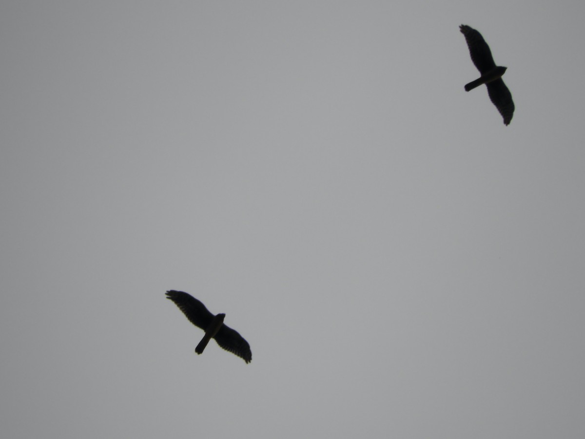 Northern Harrier - ML643676175