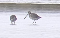 Long-billed Dowitcher - ML643676178