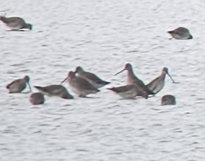 Long-billed Dowitcher - ML643676179