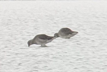 Long-billed Dowitcher - ML643676180