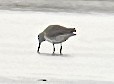Long-billed Dowitcher - ML643676181