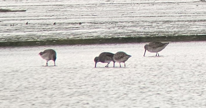 Long-billed Dowitcher - ML643676182