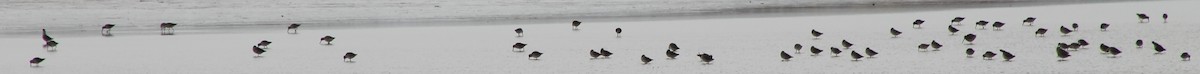 Long-billed Dowitcher - ML643676183