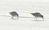 Long-billed Dowitcher - ML643676184
