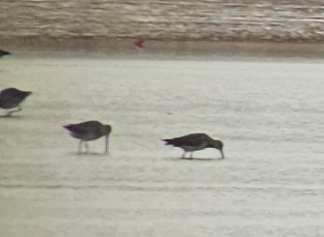 Long-billed Dowitcher - ML643676185