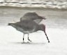 Long-billed Dowitcher - ML643676186