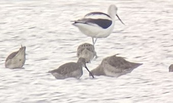 Long-billed Dowitcher - ML643676187