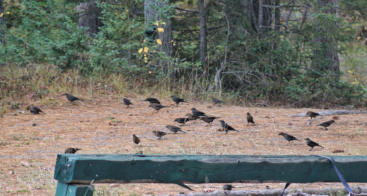 Rusty Blackbird - ML643676188