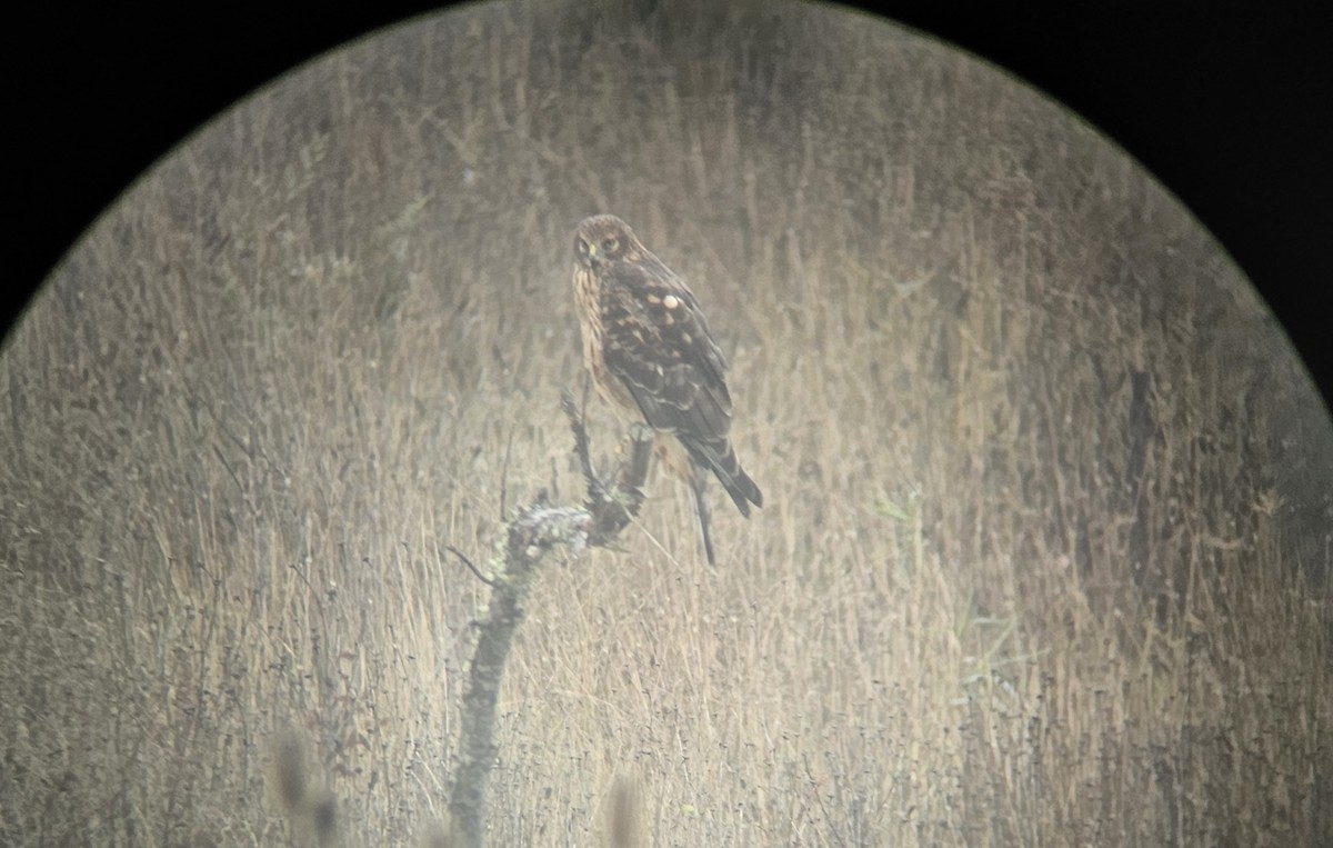 mørkmyrhauk - ML643676202