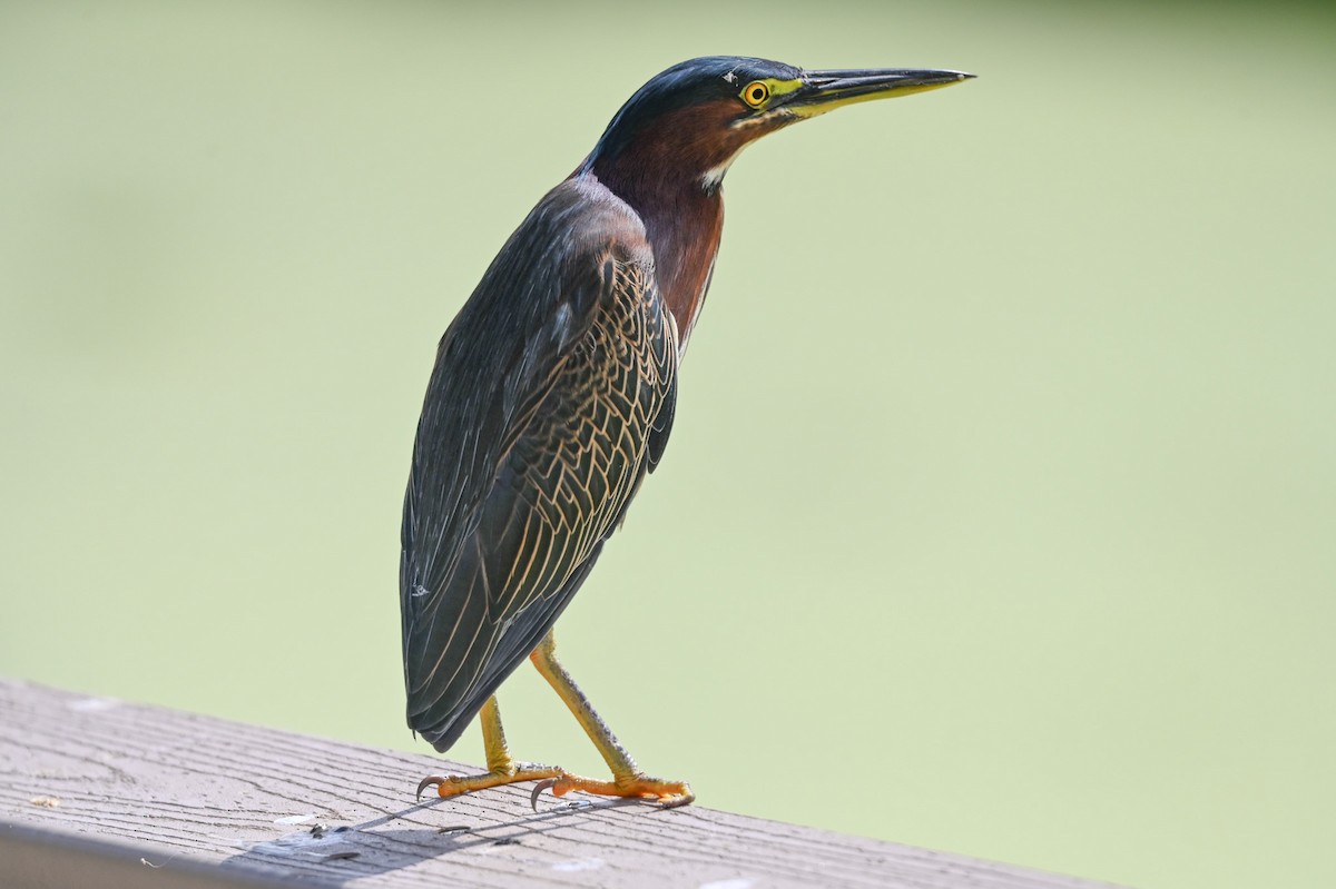 Green Heron - ML643676204