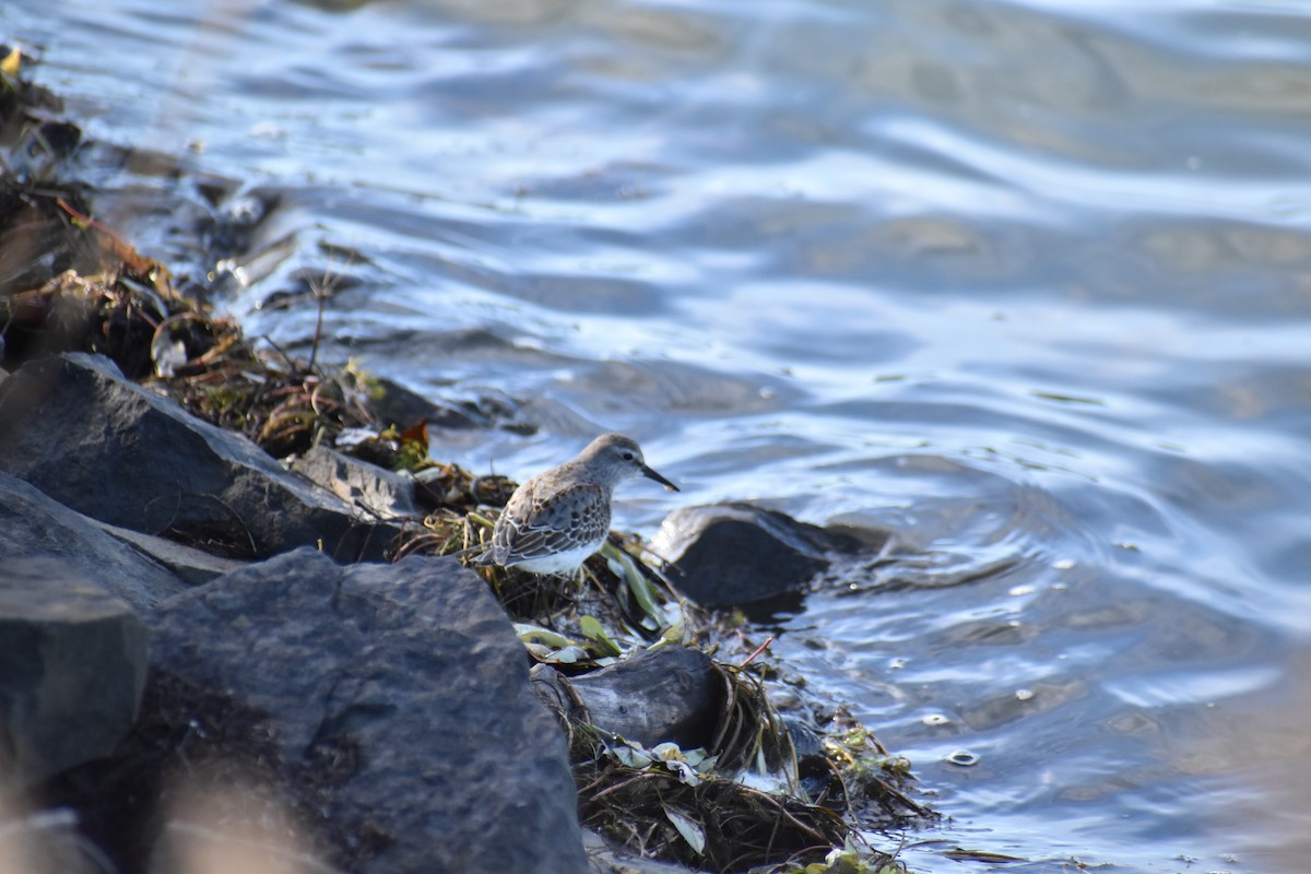 bonapartesnipe - ML643676206