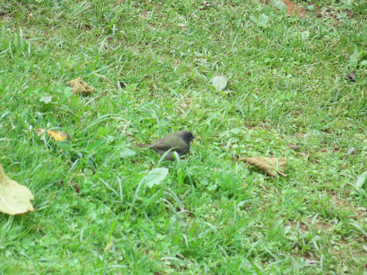 Black-faced Grassquit - Manuel Pérez R.