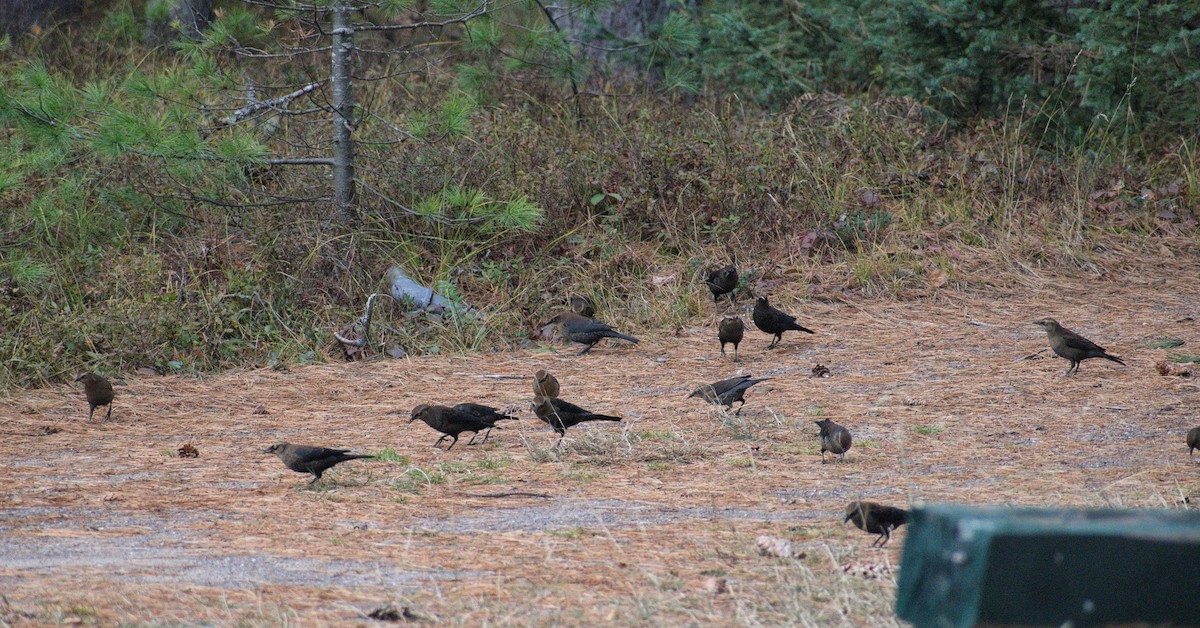 Rusty Blackbird - ML643676213