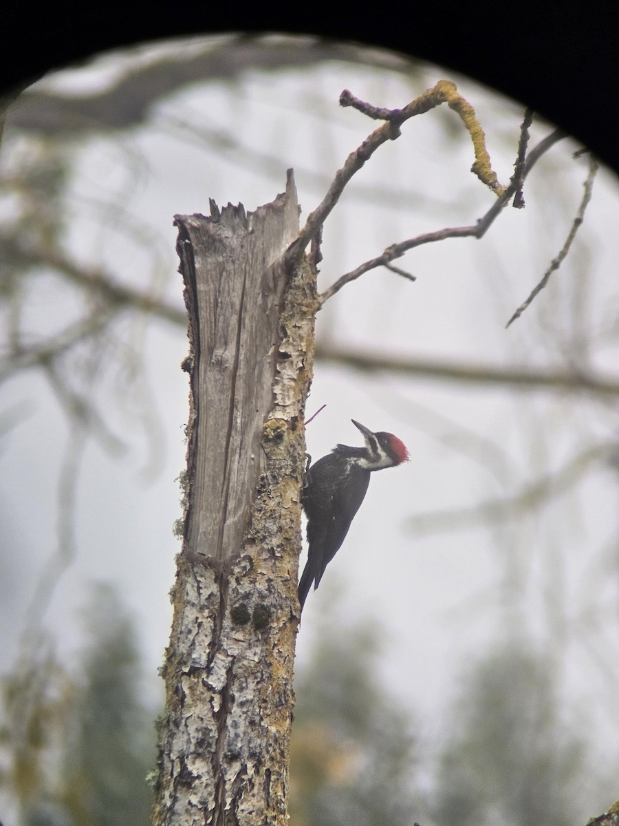 hvitbrynsvartspett - ML643676217