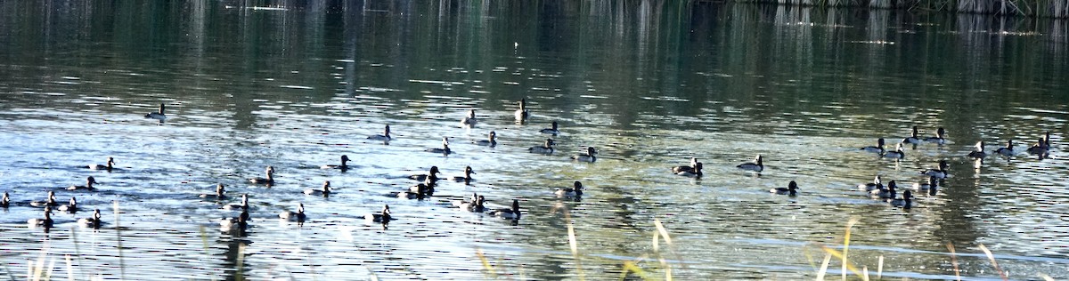 Ring-necked Duck - ML643676224